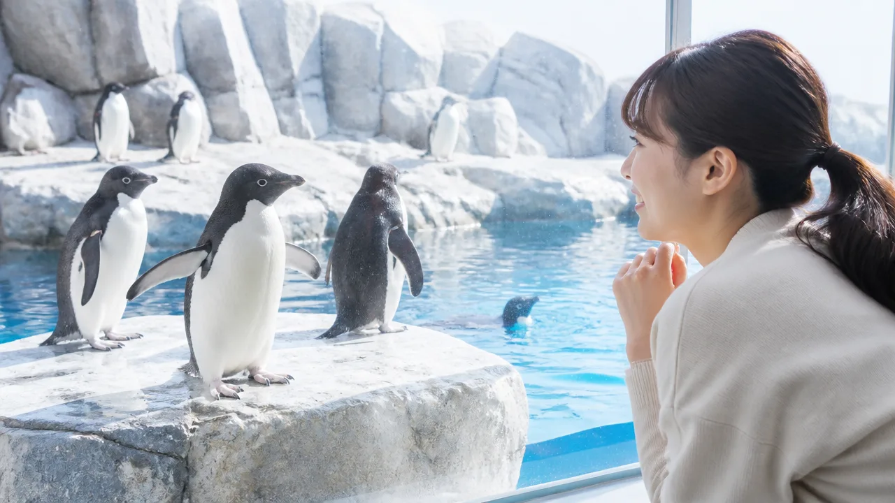 アデリーペンギンの性格は?行動や暮らしから特徴を解説